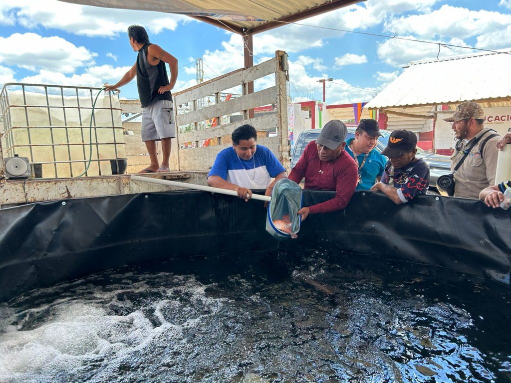 Consolidan exitoso proyecto de producción de tilapia en Lázaro Cárdenas