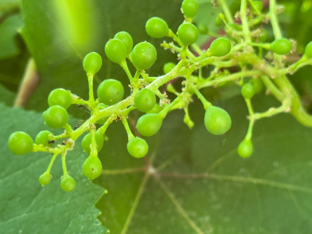 Asociación U Yoolche logra primeros racimos de uva en cultivo experimental en Felipe Carrillo Puerto