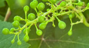 Asociación U Yoolche logra primeros racimos de uva en cultivo experimental en Felipe Carrillo Puerto