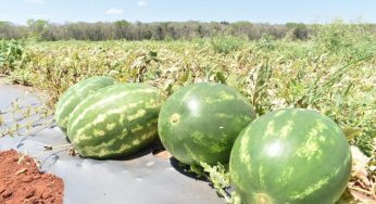 Fracaso en la cosecha de sandía deja fuertes pérdidas a productores de José María Morelos