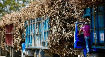 Unagra anuncia reestructuración de créditos a cañeros del sur de Quintana Roo