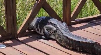 Avistamiento de cocodrilos en Cobá alerta sobre posibles lluvias intensas