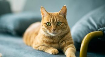Científicos descubren el gen que da a los gatos su pelaje naranja