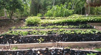 Avanza el proyecto de reforestación en la comunidad de Andrés Quintana Roo