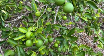Inicio de la temporada de lluvias reduce el costo del limón