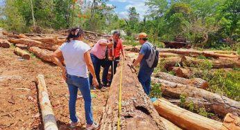 Mujeres mayas impulsan la restauración forestal desde un vivero comunitario