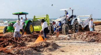 Tulum retira más de 1,700 toneladas de sargazo en 2025