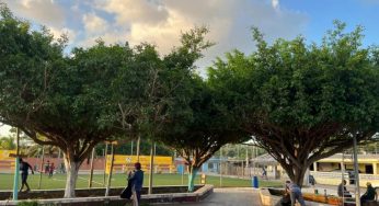 Protección Civil pide priorizar poda de árboles en temporada de huracanes