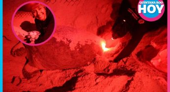 Gobierno Municipal refuerza la protección en zonas de anidación de tortugas marinas
