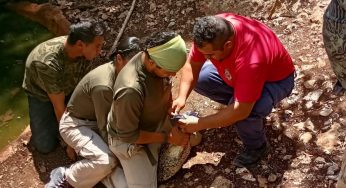 Intercambio internacional en Toolok Kaa’n: Formación en manejo de reptiles