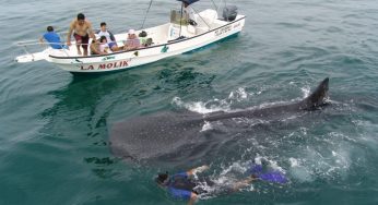 Holbox confía en repunte turístico pese a baja presencia del tiburón ballena