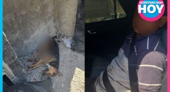 Cero tolerancia al maltrato animal: detienen a agresor en Playa del Carmen