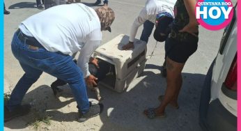 Autoridades de Playa del Carmen rescatan a perrita arrastrada por mototaxi