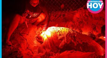 Isla Mujeres redobla esfuerzos para proteger tortugas marinas esta temporada
