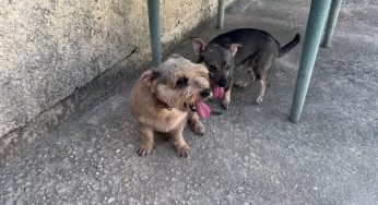 Denuncias por maltrato animal suman 100 en primer semestre