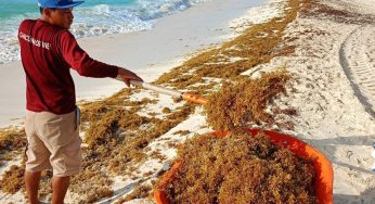 Baja el recale de sargazo en Cancún: reportan una reducción del 30 %