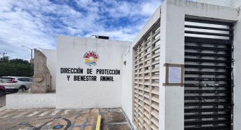 Cachorrilandia se suma para fortalecer bienestar animal en Cancún