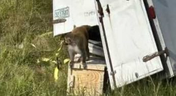 Monos de laboratorio escapan tras volcadura de camión en Mississippi