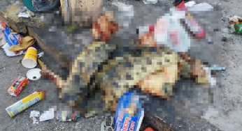 Hallan restos de cocodrilo entre la basura en Cancún