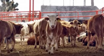 No hay fecha para apertura de la frontera de EEUU al ganado mexicano
