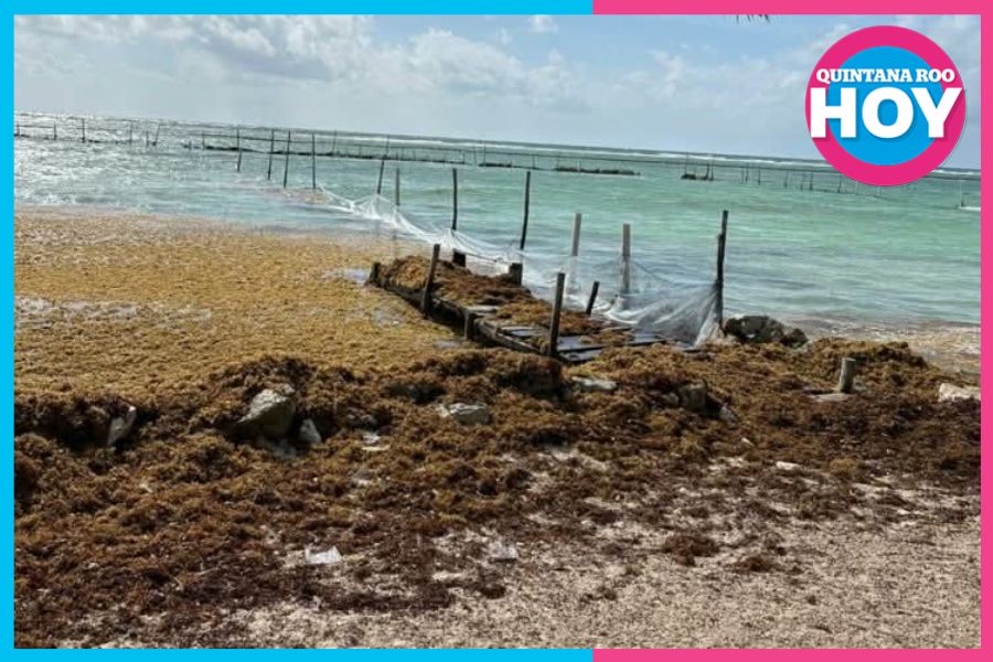 Cambio climático provoca llegada masiva de sargazo a costas de Quintana Roo