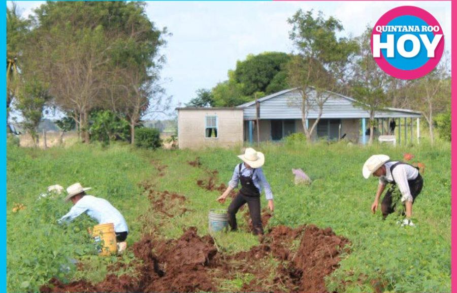 Ejido Salamanca: producción agrícola bajo la lupa ambiental