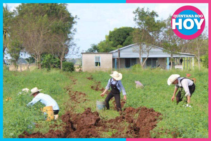Ejido Salamanca: producción agrícola bajo la lupa ambiental