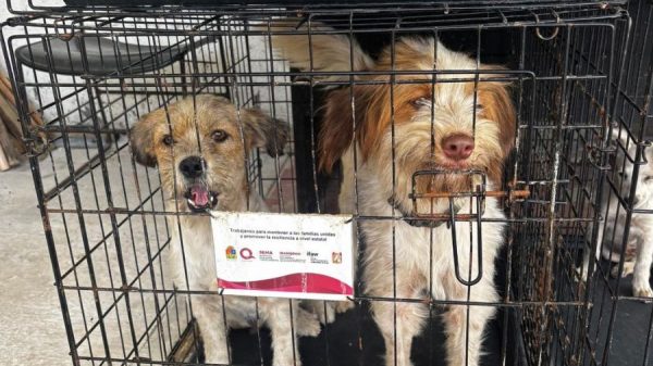 Inicia rescate de perros y gatos en Felipe Carrillo Puerto