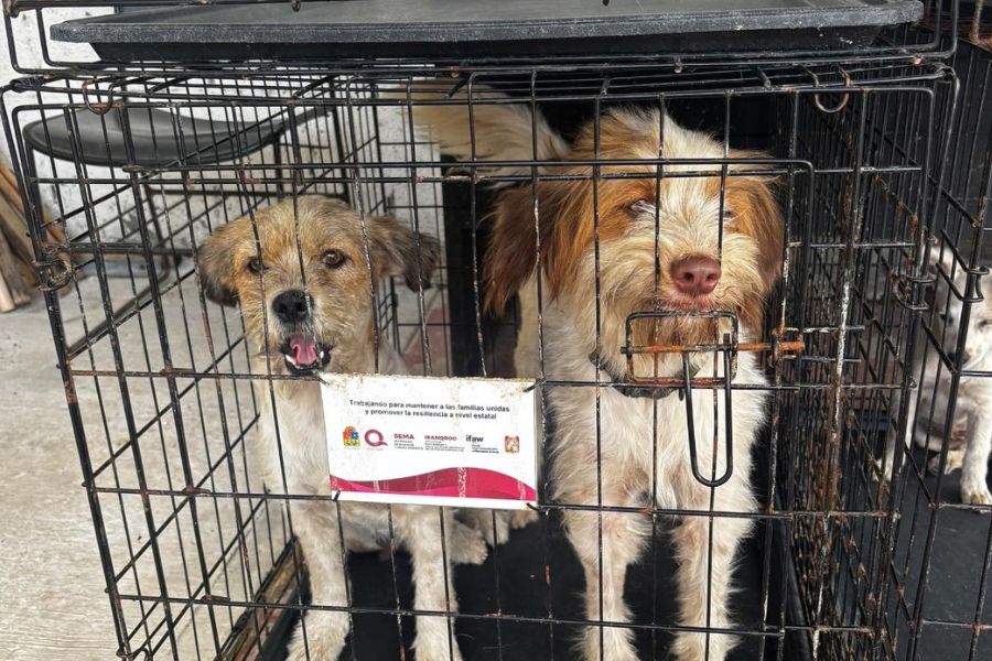 Inicia rescate de perros y gatos en Felipe Carrillo Puerto
