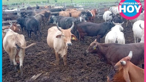 Ganaderos de Nuevo Israel refuerzan vigilancia por presencia del gusano barrenador