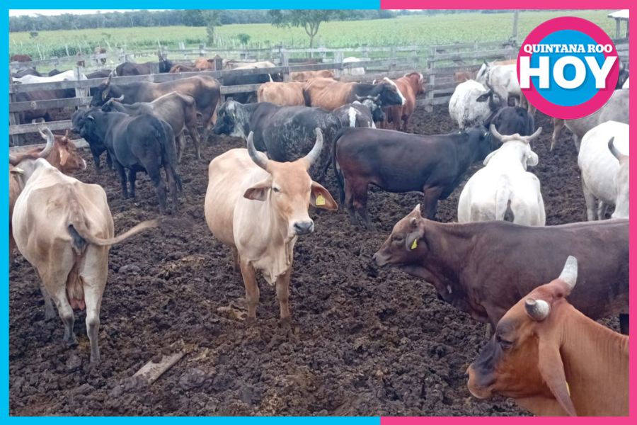 Ganaderos de Nuevo Israel refuerzan vigilancia por presencia del gusano barrenador