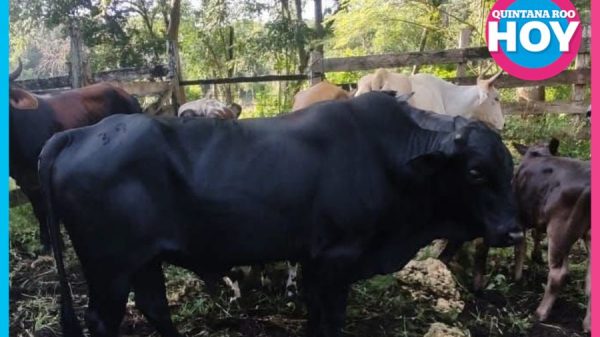 Desaparece ganado semental en Kantunilkín