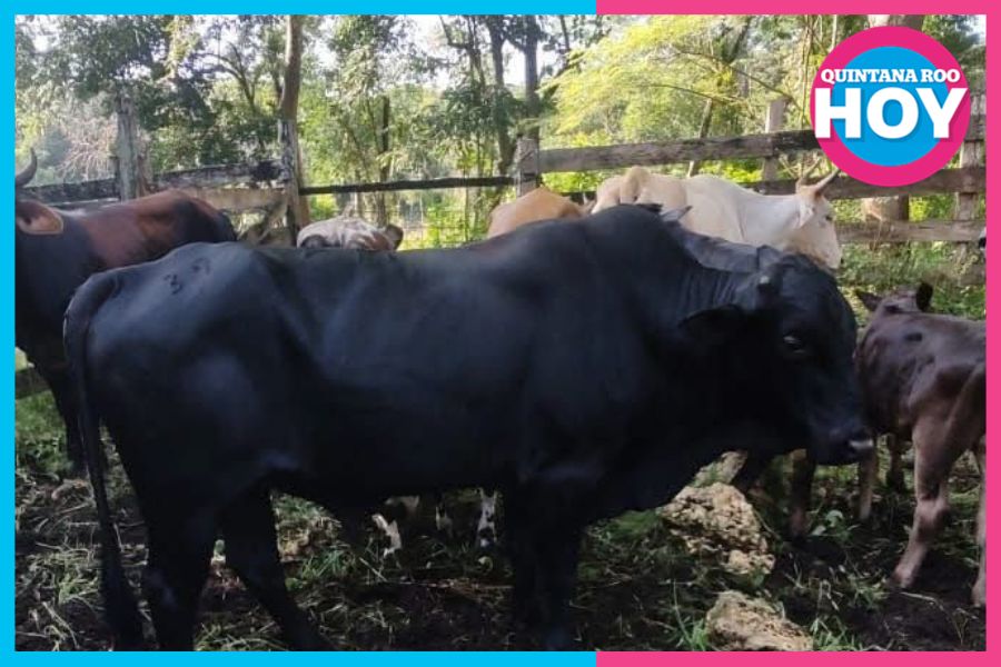 Desaparece ganado semental en Kantunilkín