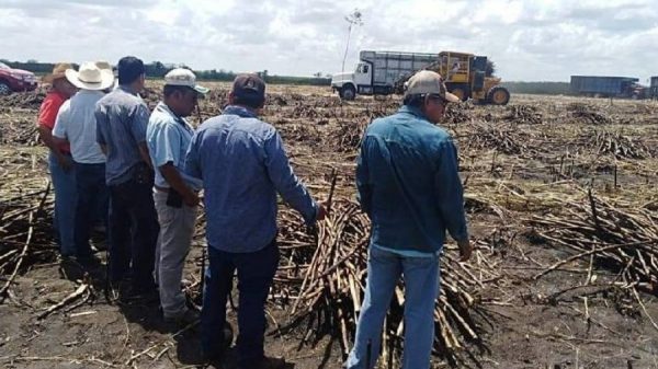 Plaga y cierre del mercado de Estados Unidos golpean a cañeros del sur