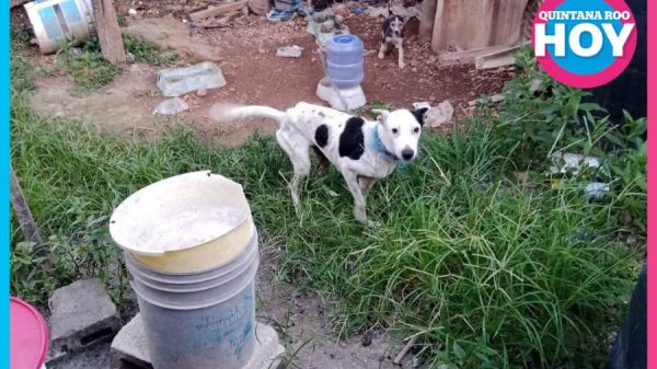 Cumplimiento de la Ley de Bienestar Animal en Q. Roo apenas alcanza un 60%