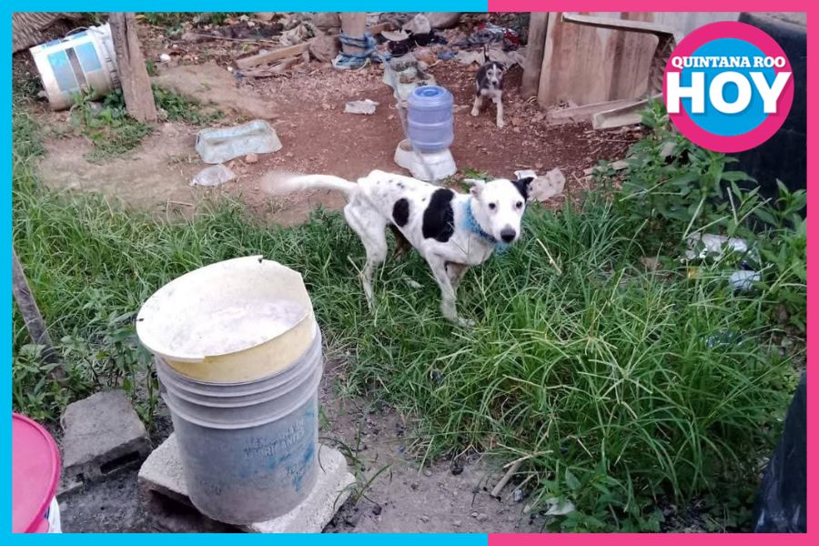 Cumplimiento de la Ley de Bienestar Animal en Q. Roo apenas alcanza un 60%