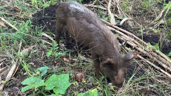 Campesinos de Kantunilkín rescatan la crianza de cerdos en el monte