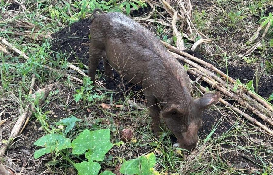 Campesinos de Kantunilkín rescatan la crianza de cerdos en el monte