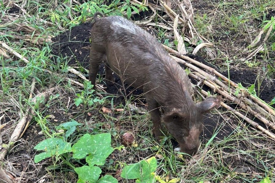 Campesinos de Kantunilkín rescatan la crianza de cerdos en el monte