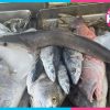 Cuaresma 2026: suben hasta 30% los precios de pescados y mariscos en Cancún.