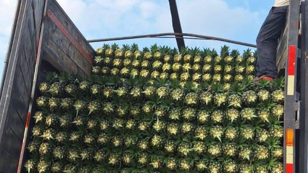Productores alertan caída en precio de la piña en el sur de Quintana Roo