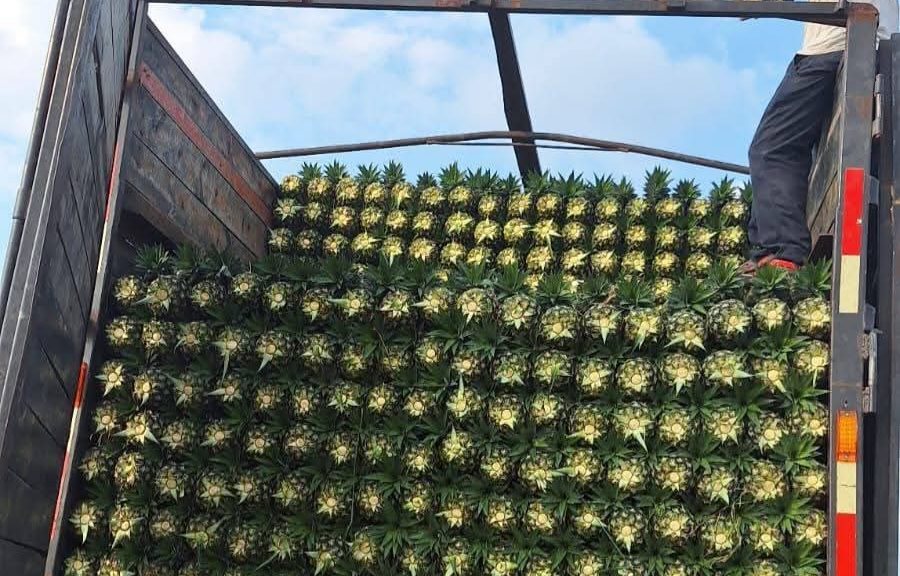 Productores alertan caída en precio de la piña en el sur de Quintana Roo