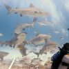 Protección del tiburón impulsa el ecoturismo en el Caribe Mexicano