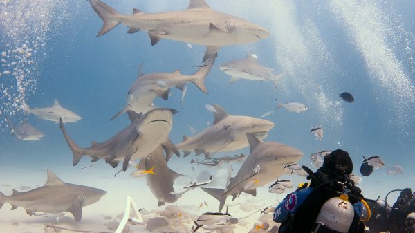 Protección del tiburón impulsa el ecoturismo en el Caribe Mexicano