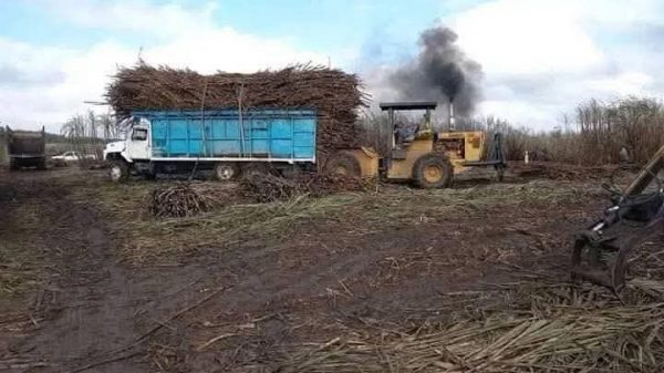 Zafra en Quintana Roo alcanza 95 puntos de KARBE tras 40 días de cosecha