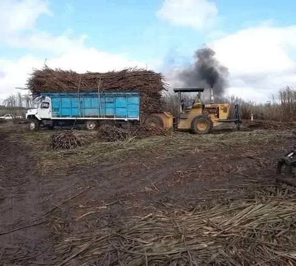 Zafra en Quintana Roo alcanza 95 puntos de KARBE tras 40 días de cosecha