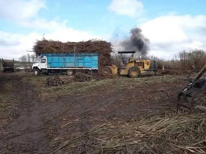 Zafra en Quintana Roo alcanza 95 puntos de KARBE tras 40 días de cosecha