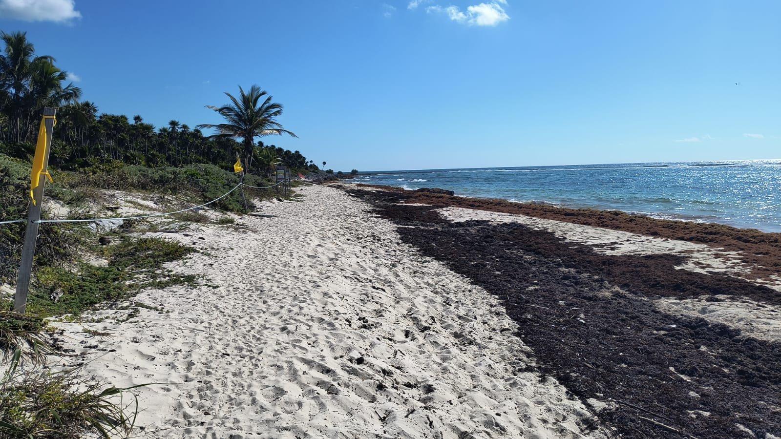 Sargazo afecta 134 playas del Caribe Mexicano previo a la Semana Santa