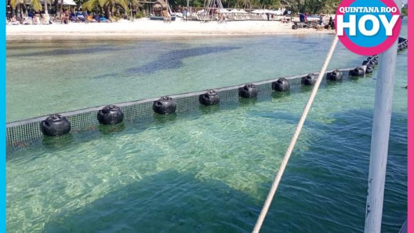 Playas de Mahahual sin sargazo rumbo a Semana Santa