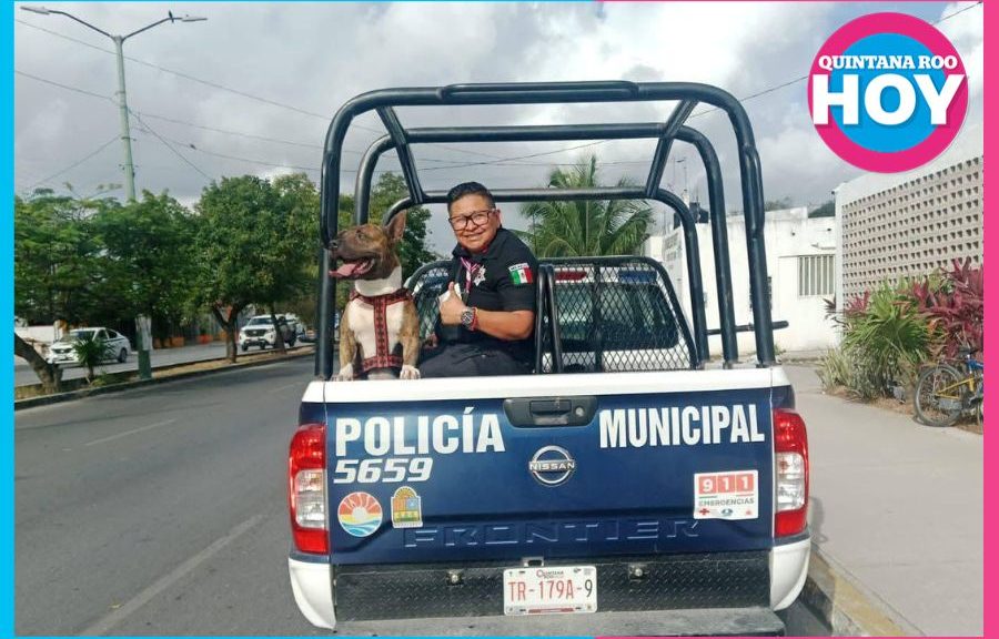Policías rescatan a perrito extraviado en calles de Cancún